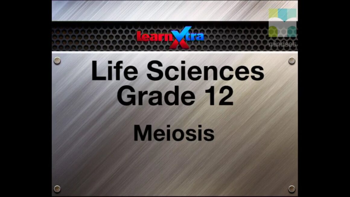 013 Meiosis 4