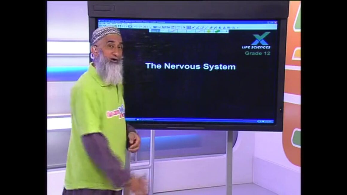 053 The Nervous System 2