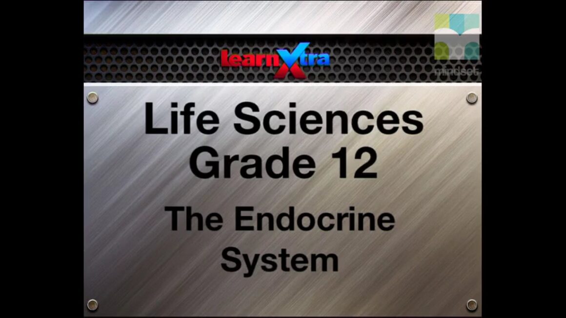 063 The Endocrine System